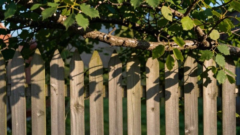 Jak reagować i dokumentować szkody wyrządzane przez drzewa sąsiada?