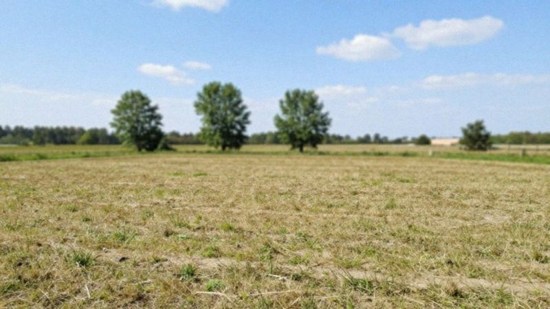 Jakie alternatywy zamiast budowy na działce leśnej?