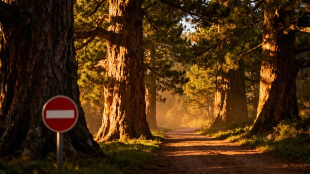Czego nie wolno robić w lesie? Zasady i konsekwencje