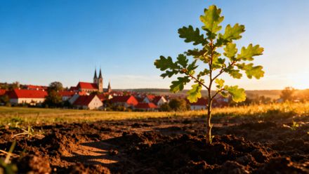 Gdzie można posadzić drzewo? Najlepsze lokalizacje i wskazówki