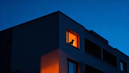 Szczekający pies w bloku — gdzie zgłosić uciążliwość i jak działać?